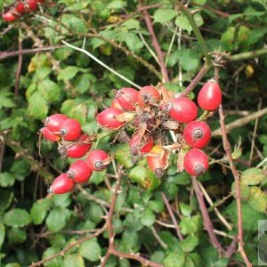 Berries of the dog rose