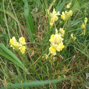 Common toadflax