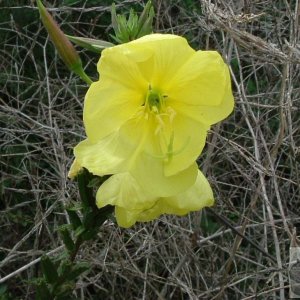 Evening primrose