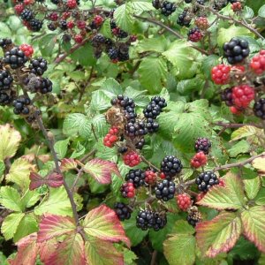 blackcurrants and bramble