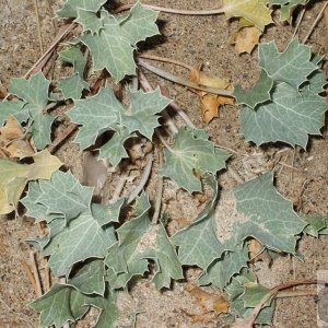 Sea Holly