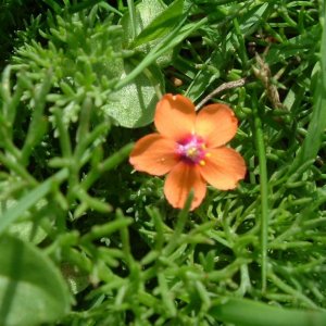 Scarlet pimpernel