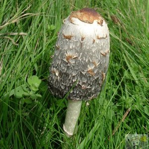 Toadstool - Please identify positively if you can