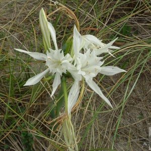 Sea or sand daffodils