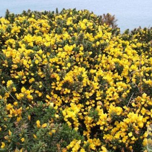 Gorse