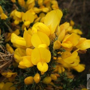 Gorse