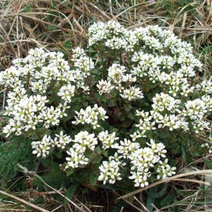 Maritime cliff plant to be identified