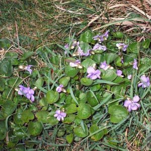 Dog violets
