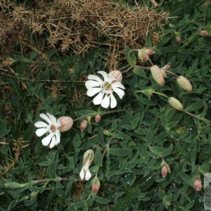 Sea campion