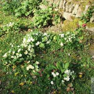 Primroses