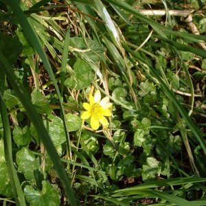 Lesser celandine