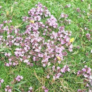 Sea rocket (cakile maritima)