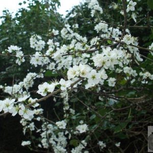 Blackthorn