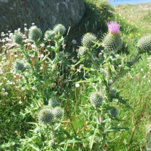 Woolly Thistle