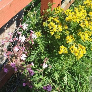 Pink campions and ragwort