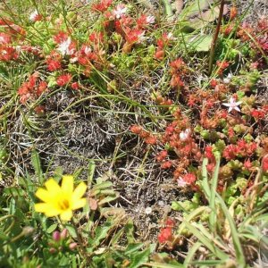 Clifftop flora