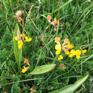 Bird's foot trefoil