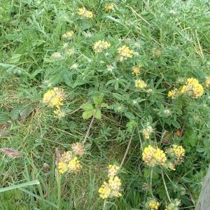 Kidney vetch (anthyllis vulneraria)