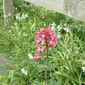 Red valerian (centranthus ruber) and triangular-stemmed garlic/3-cornered l