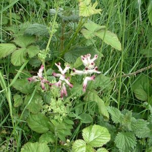 Wall Fumitory (fumaria muralis)