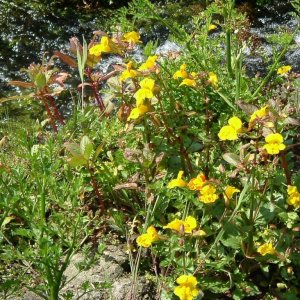 Blood drop emlets (Variety of monkey flower)