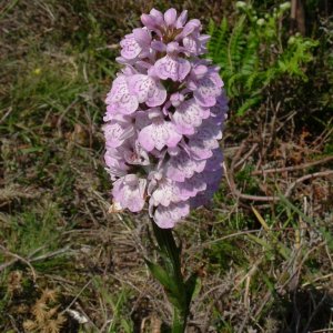 A variety of orchid - but which one?