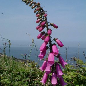 Digitalis Purpurea or the Foxglove - 6th June, 2006