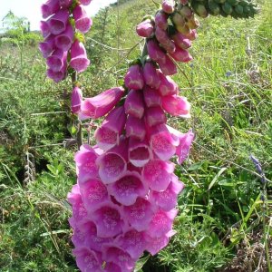 Digitalis Purpurea - Foxglove