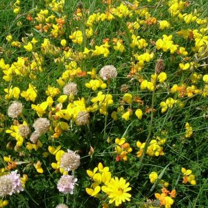 Birdsfoot trefoil (lotus corniculatus) - 6/06/06