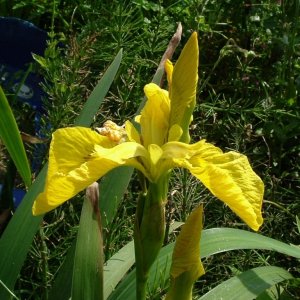 Yellow iris or 'flag'  (iris pseudacorus) - 6/6/06