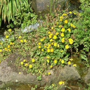 Blood-drop emlets (Mimulus luteus) - a variety of monkey flowers