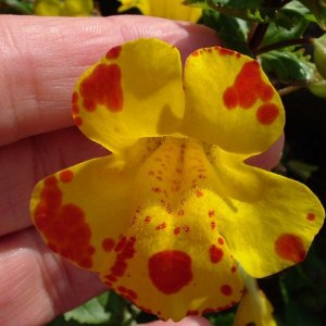 Blood-drop emlets (Mimulus luteus) - a variety of the monkey flower