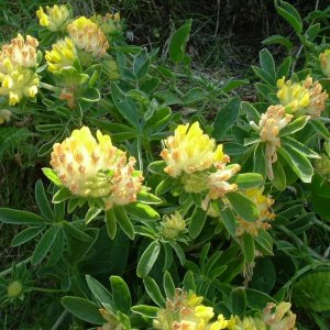 Kidney vetch (anthyllis vulneraria) - 6/6/06