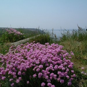 Sea pinks/thrift (armeria maritima)
