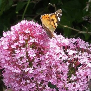 Pink variety of valerian and painted lady butterfly - St John's Tce - 6