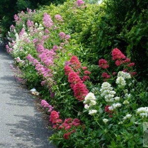 Three varieties of valerian: St John's Church area