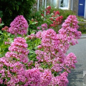 Pink valerian: St John's Church area - 6th June, 2009