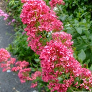 Red valerian - St John's Church area - 6th June, 2009