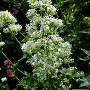 White valerian - St John's Church area - 6th June, 2009