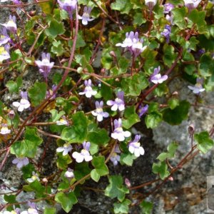 Ivy-leaved toadflax - 6th June, 2009 - Penare Gardens