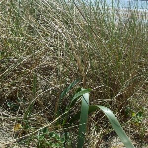 sea/sand daffodil - June 2010