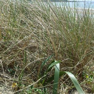 sea/sand daffodil - June 2010