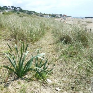 sea/sand daffodil - June 2010