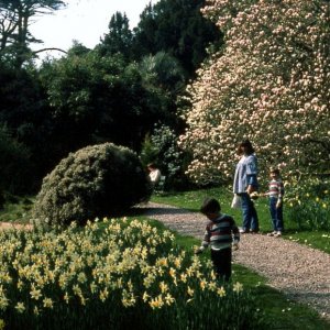 Trewidden Gardens - May, 1984