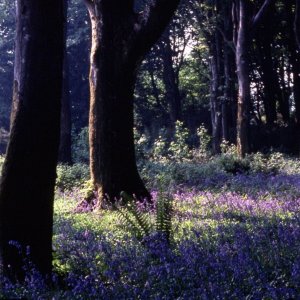 Trengwainton Gardens - c. May, 1978