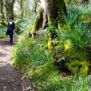 St Loy - The wooded path to the cove