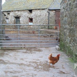 The farm at Treen Village - delightful rural Cornish scene!