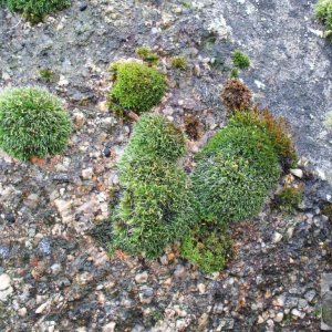 Moss, St Mary's Churchyard, Feb., 2007