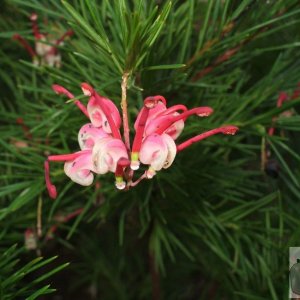 Penlee Park flora, Feb., 2007