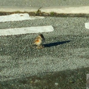 Another dejected redwing today, 9th Jan, 2010